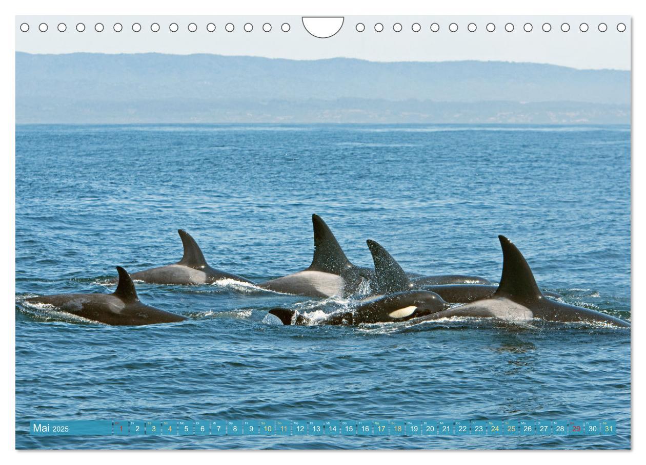 Bild: 9783383846755 | Orcas: Schwarz-weiße Giganten (Wandkalender 2025 DIN A4 quer),...