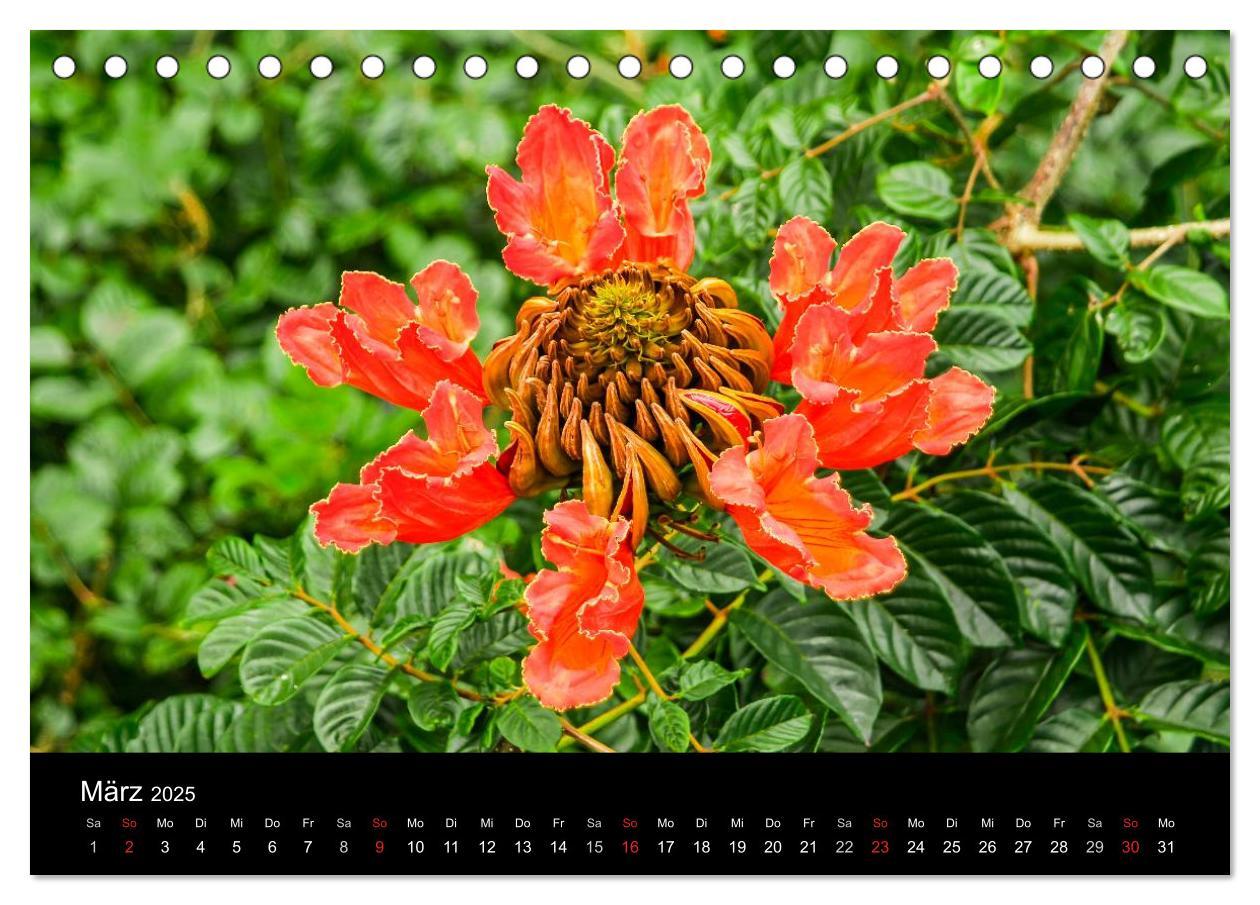 Bild: 9783435792146 | Colors of HAWAII (Tischkalender 2025 DIN A5 quer), CALVENDO...