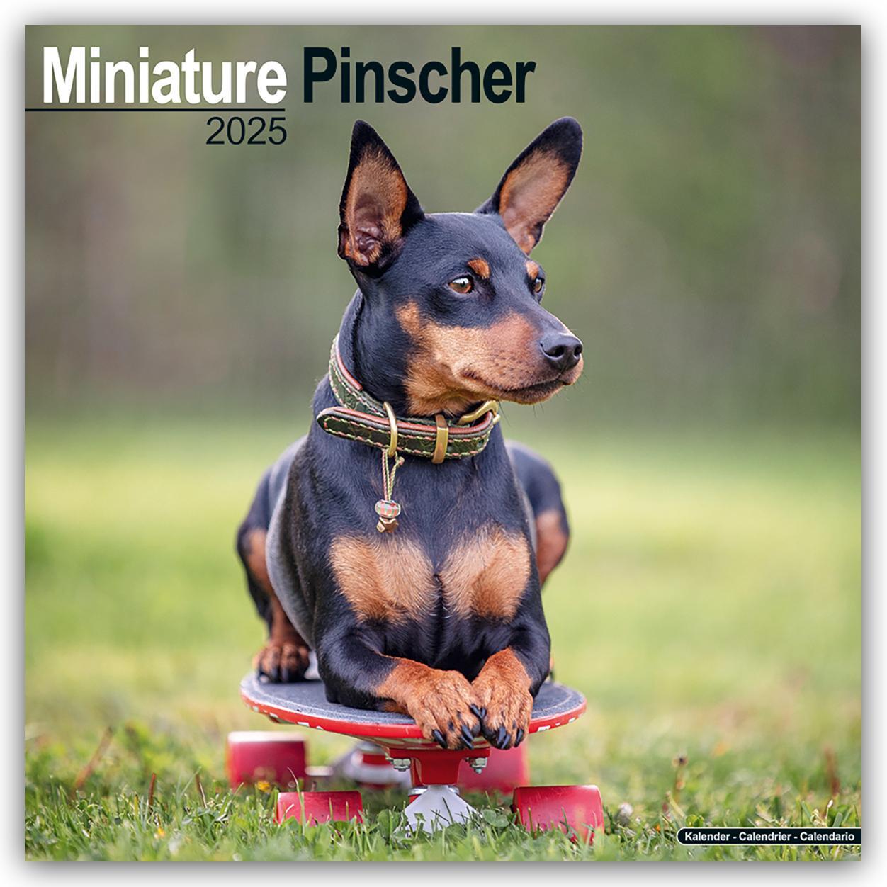 Cover: 9781804603680 | Miniature Pinscher - Zwergpinscher 2025 - 16-Monatskalender | Ltd