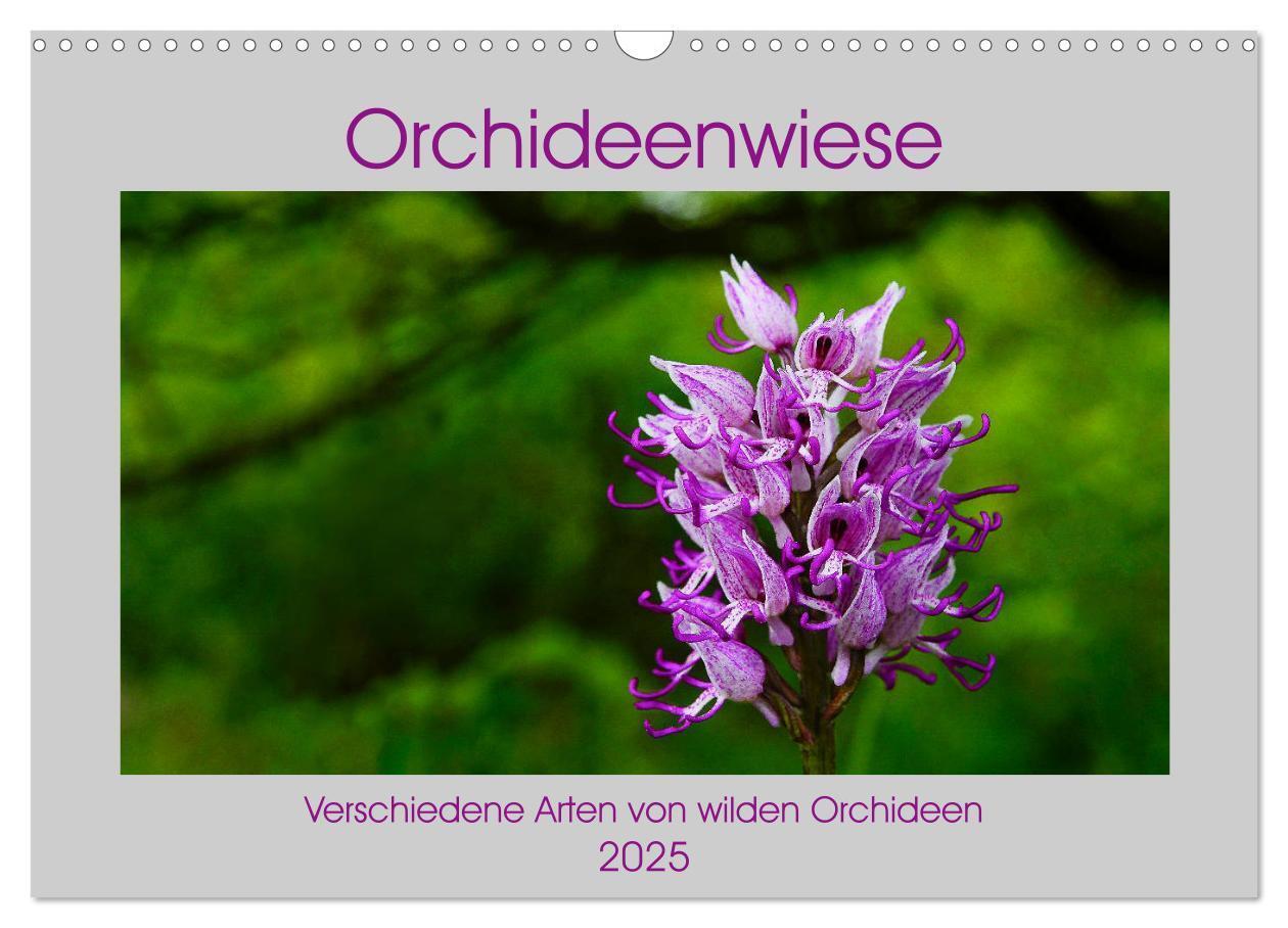 Cover: 9783435536528 | Orchideenwiese 2025 (Wandkalender 2025 DIN A3 quer), CALVENDO...