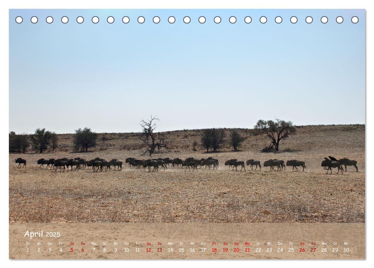 Bild: 9783435014521 | Kgalagadi - Fauna und Wildtiere in der Kalahari (Tischkalender 2025...