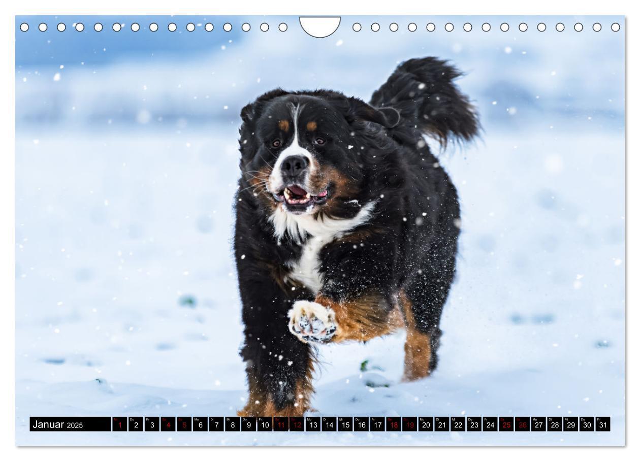 Bild: 9783457182475 | Berner Sennenhunde - Faszinierende Herzensbrecher (Wandkalender...