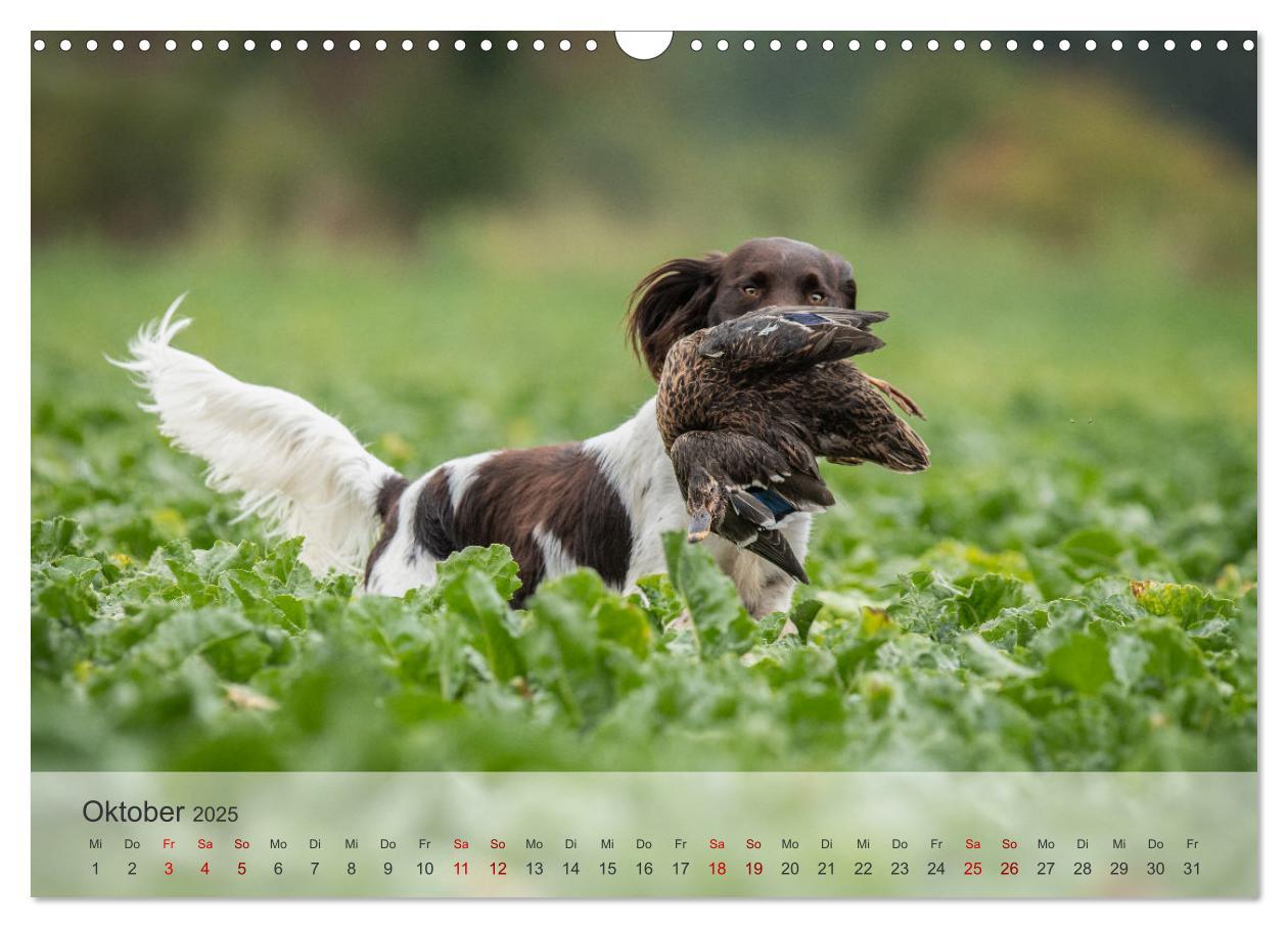 Bild: 9783457155882 | Treue Jagdgefährten Der kleine Münsterländer (Wandkalender 2025 DIN...