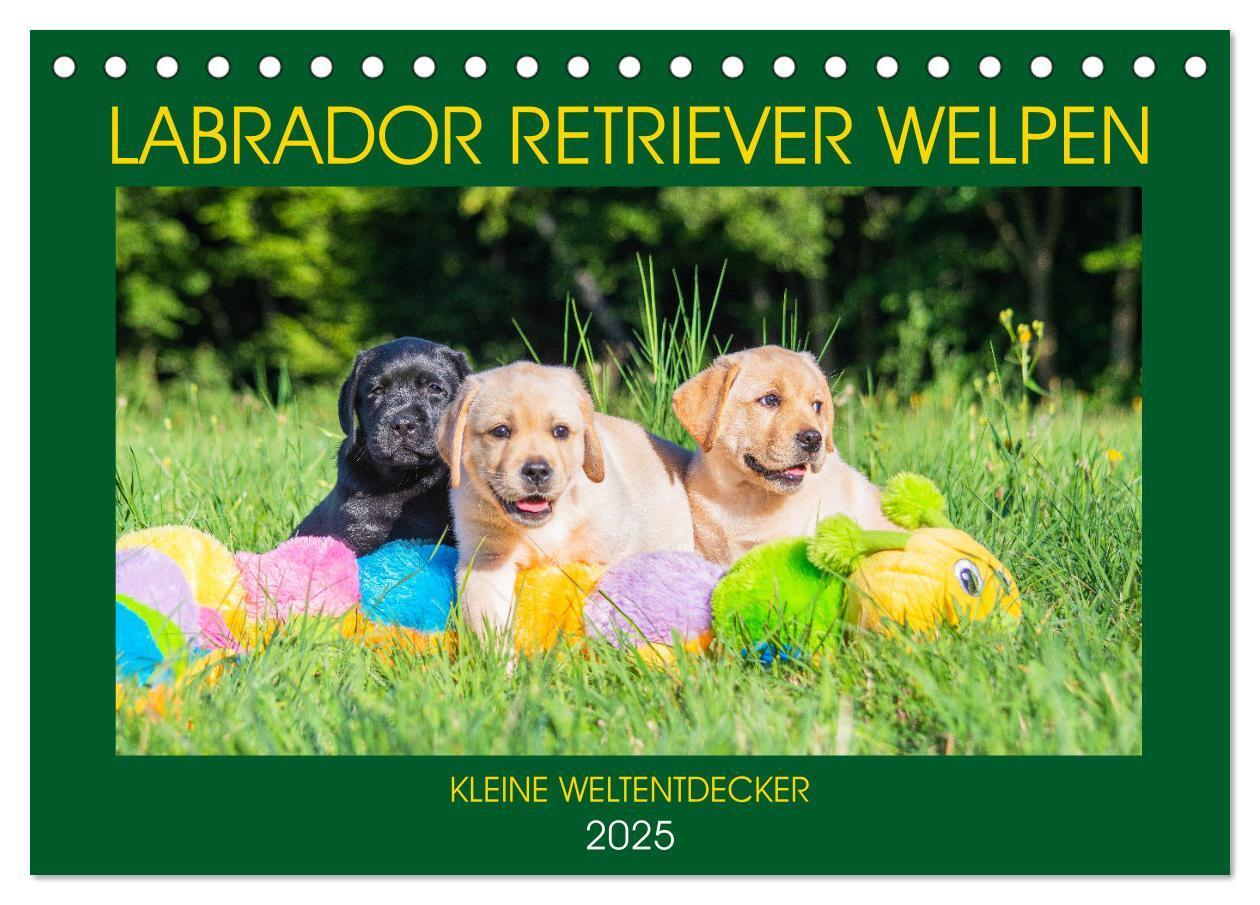 Cover: 9783435210121 | Labrador Retriever Welpen - Kleine Weltentdecker (Tischkalender...