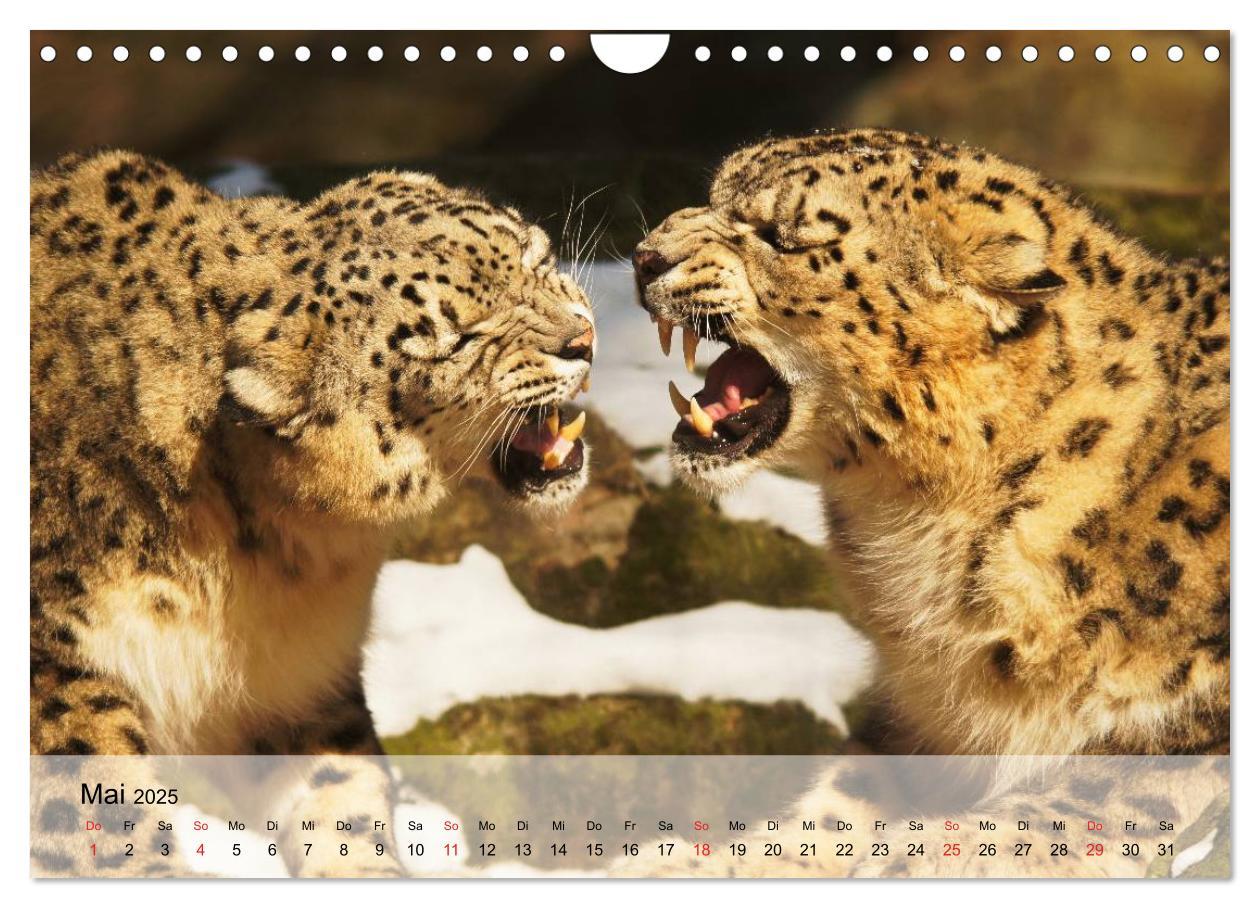 Bild: 9783435600908 | Leoparden. Elegante Jäger (Wandkalender 2025 DIN A4 quer), CALVENDO...