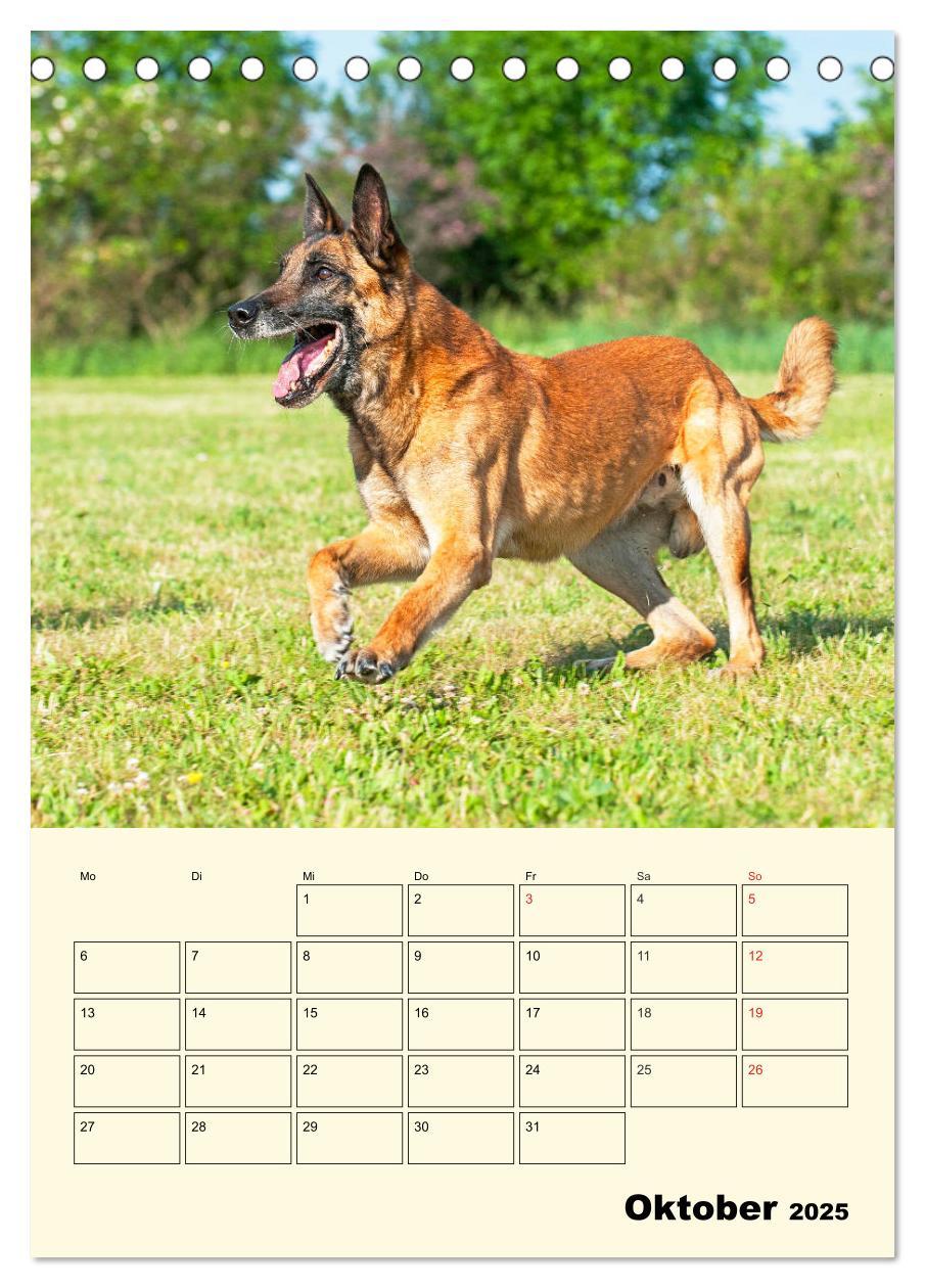 Bild: 9783435944293 | Familienplaner Tausendsassa Malinois (Tischkalender 2025 DIN A5...