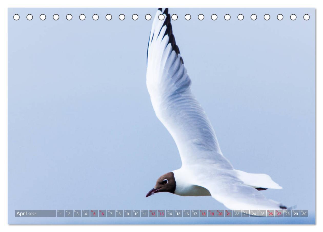 Bild: 9783435426850 | Sankt Peter-Ording. Sonne - Strand - Meer (Tischkalender 2025 DIN...