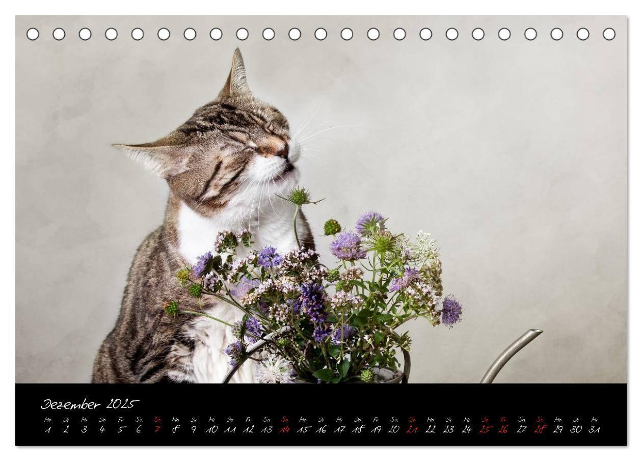 Bild: 9783435827954 | Katzen 2025 (Tischkalender 2025 DIN A5 quer), CALVENDO Monatskalender