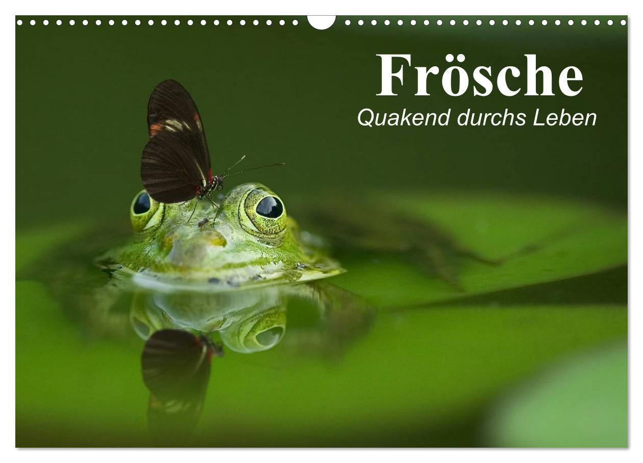 Cover: 9783435605996 | Frösche. Quakend durchs Leben (Wandkalender 2025 DIN A3 quer),...