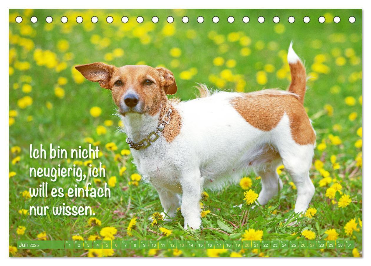 Bild: 9783457199855 | Jack Russell Terrier: flink und verspielt (Tischkalender 2025 DIN...