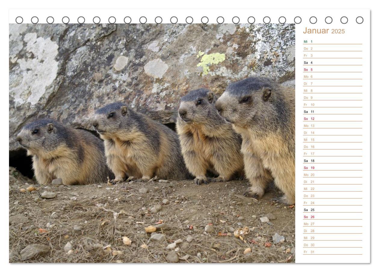 Bild: 9783435500482 | Wildlife - Verspielte Murmeltiere (Tischkalender 2025 DIN A5 quer),...