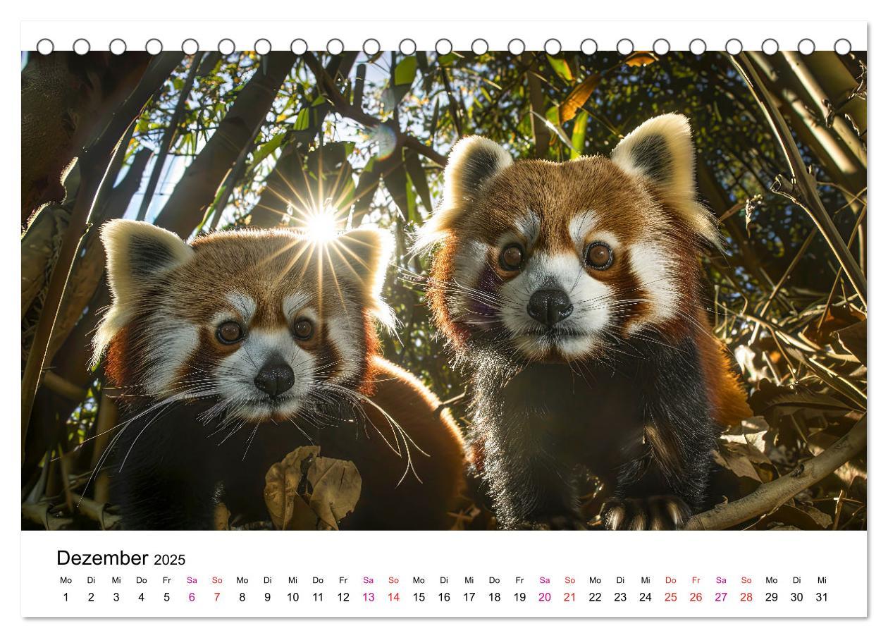 Bild: 9783457137208 | Der Rote Panda (Tischkalender 2025 DIN A5 quer), CALVENDO...