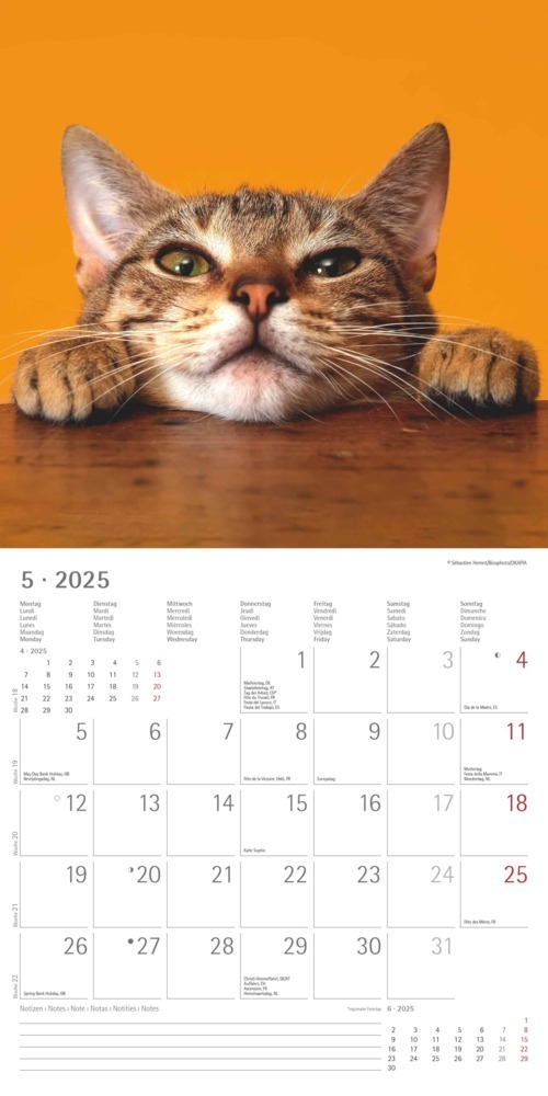 Bild: 4251732340827 | Alpha Edition - Funny Cats 2025 Broschürenkalender, 30x30cm,...