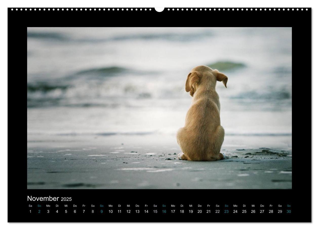 Bild: 9783435640744 | Allerlei Hundekinder (Wandkalender 2025 DIN A2 quer), CALVENDO...