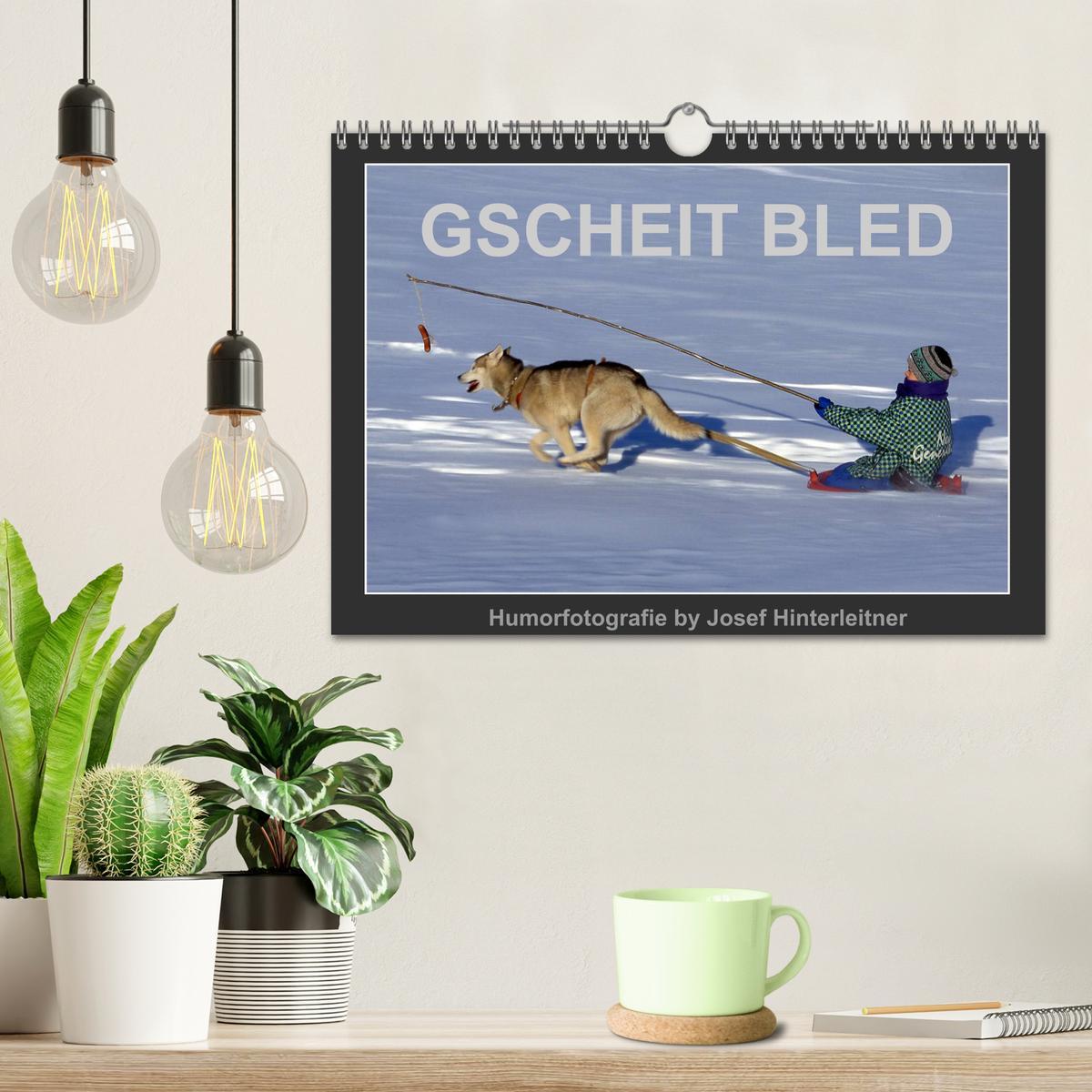 Bild: 9783435612123 | GSCHEIT BLED - Humorfotografie (Wandkalender 2025 DIN A4 quer),...