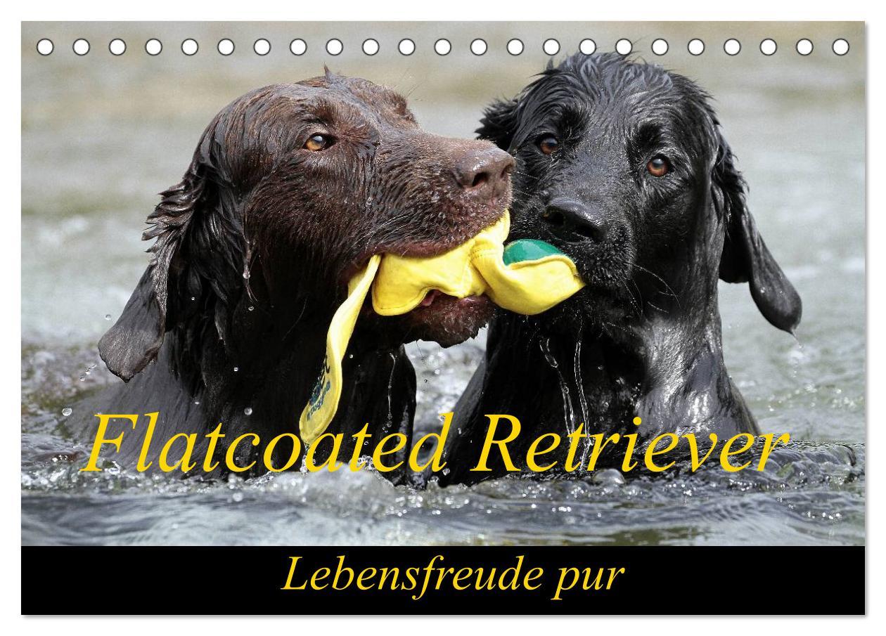 Cover: 9783435722136 | Flatcoated Retriever (Tischkalender 2025 DIN A5 quer), CALVENDO...