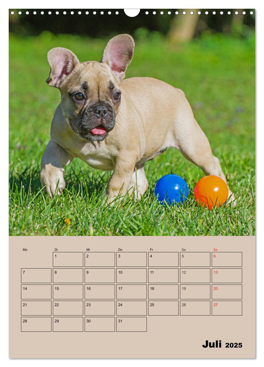 Bild: 9783435959259 | Jahresplaner Französische Bulldogge (Wandkalender 2025 DIN A3...