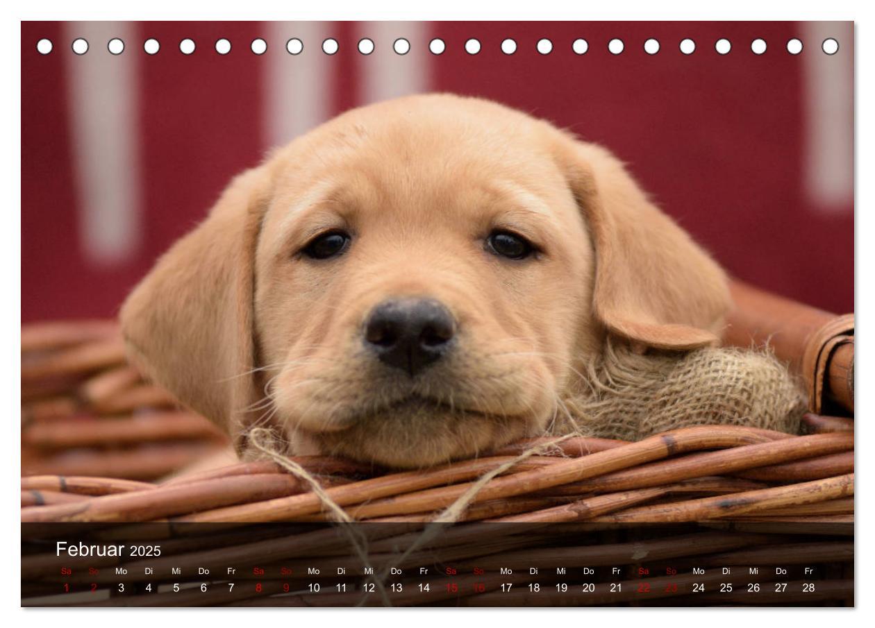 Bild: 9783435453672 | Labrador Retriever Welpen (Tischkalender 2025 DIN A5 quer),...