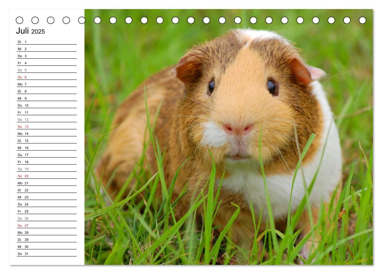 Bild: 9783435718887 | Meerschweinchen Niedliche Herzensbrecher (Tischkalender 2025 DIN A5...