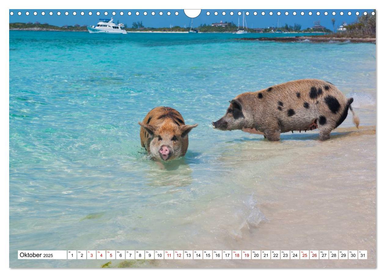 Bild: 9783435421169 | Schweine im Dauerurlaub auf den Bahamas! (Wandkalender 2025 DIN A3...