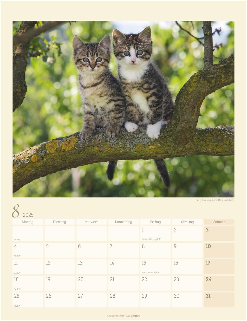 Bild: 9783839900505 | Katzen auf dem Lande Kalender 2025 | Kalender | Spiralbindung | 14 S.