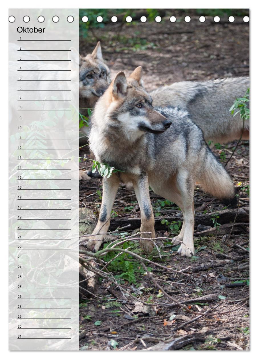 Bild: 9783435882335 | Der Wolf - Isegrim in den heimischen Wäldern - Kalender 2025...