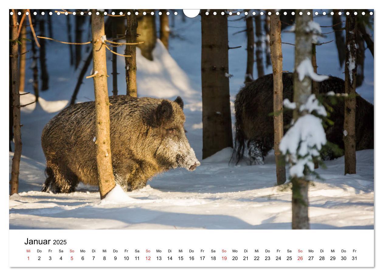 Bild: 9783435311996 | Unsere heimische Tierwelt (Wandkalender 2025 DIN A3 quer), CALVENDO...