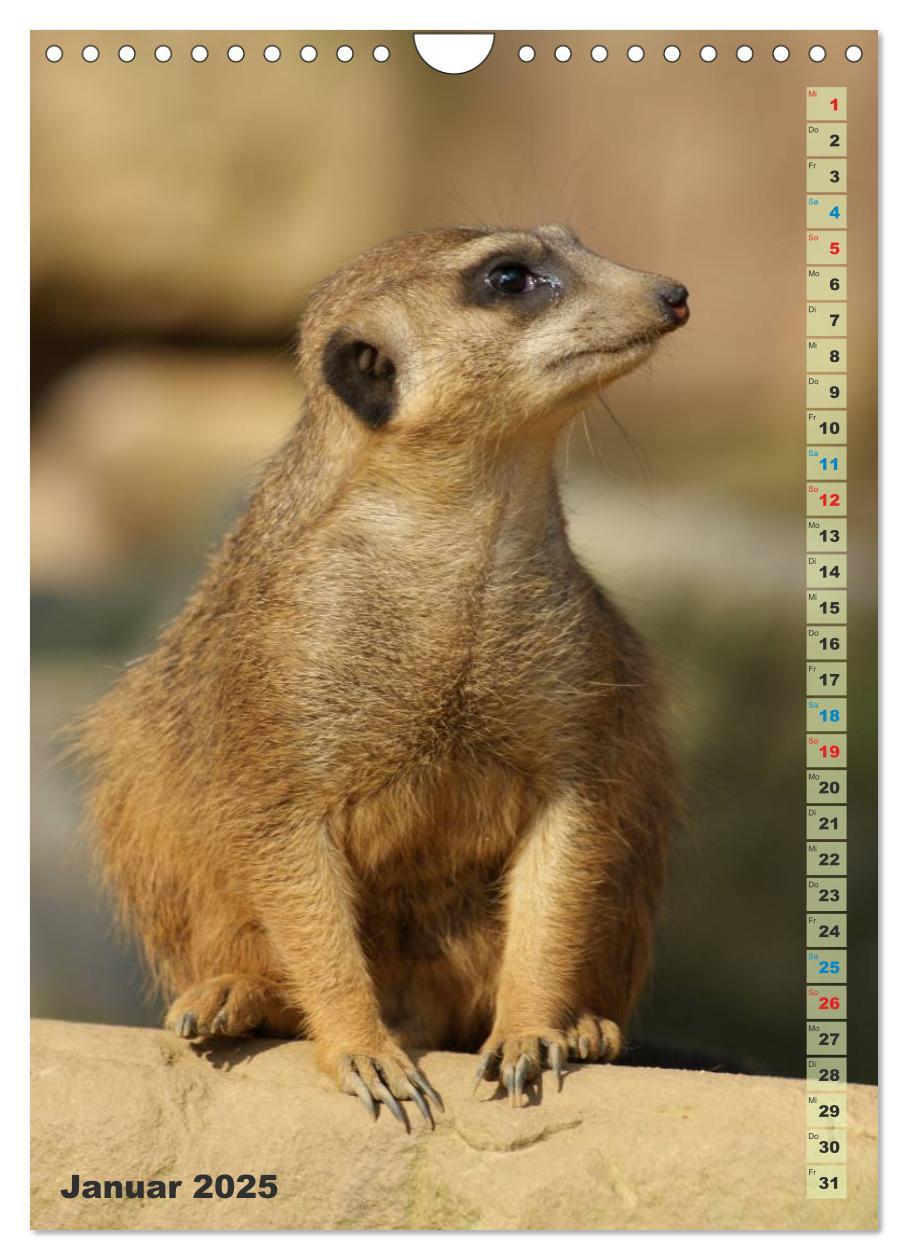 Bild: 9783457090060 | Erdmännchen-Meerkats-Surikate (Wandkalender 2025 DIN A4 hoch),...