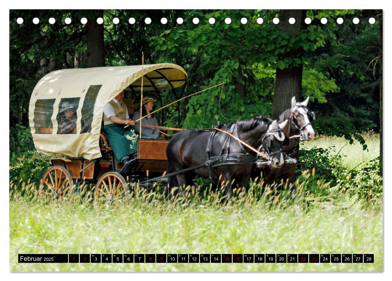 Bild: 9783435394296 | Schwere Warmblüter 2025 (Tischkalender 2025 DIN A5 quer), CALVENDO...