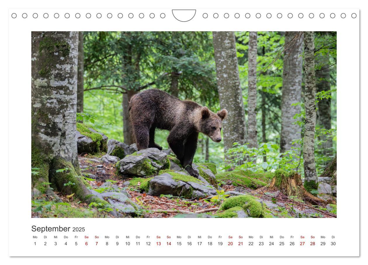 Bild: 9783383848100 | Slowenien - Wilde Bären und zauberhafte Natur (Wandkalender 2025...