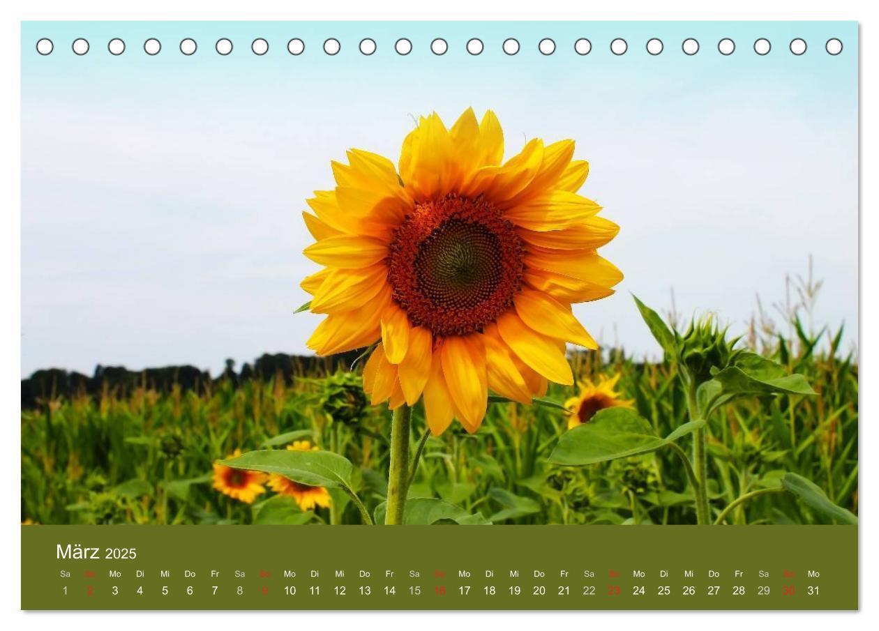 Bild: 9783435798957 | Sonnenblumen - die Blumen der Lebensfreude (Tischkalender 2025 DIN...