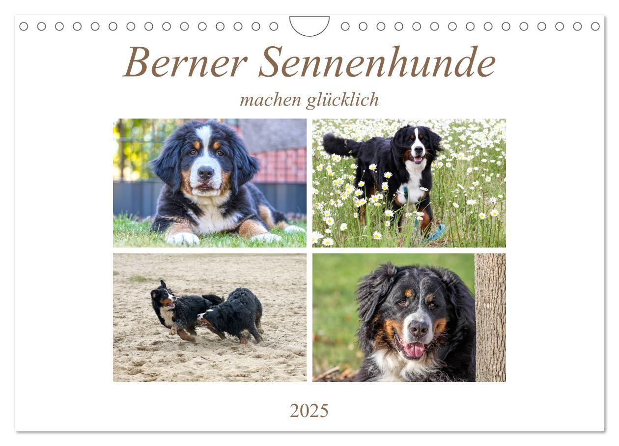 Cover: 9783435327522 | Berner Sennenhunde machen glücklich (Wandkalender 2025 DIN A4...