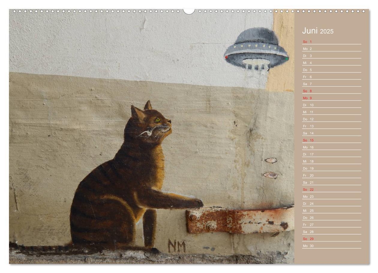 Bild: 9783435289691 | Flensburger Katzen (Wandkalender 2025 DIN A2 quer), CALVENDO...