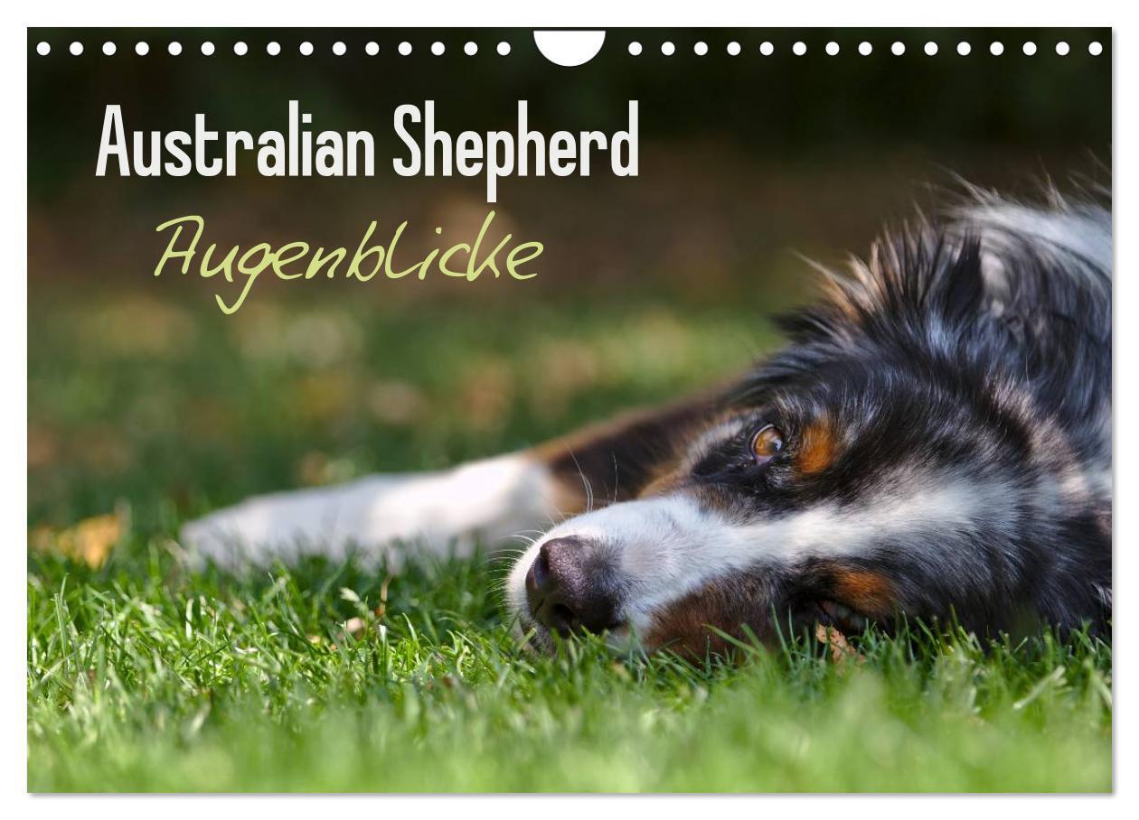 Cover: 9783435582686 | Australian Shepherd - Augenblicke (Wandkalender 2025 DIN A4 quer),...