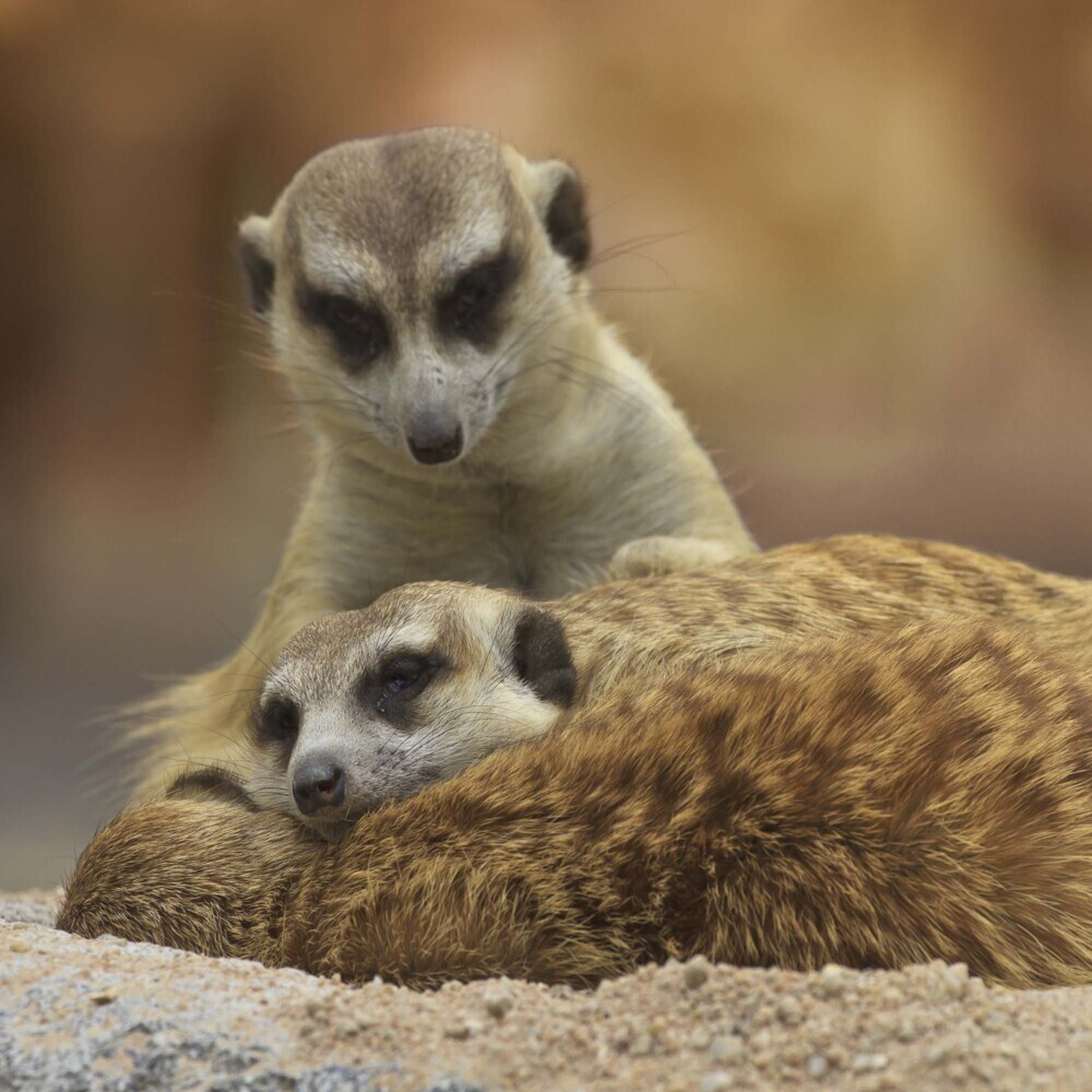 Bild: 9783959294683 | Meerkats/Erdmännchen 2025 | Kalender 2025 | Kalender | Drahtheftung