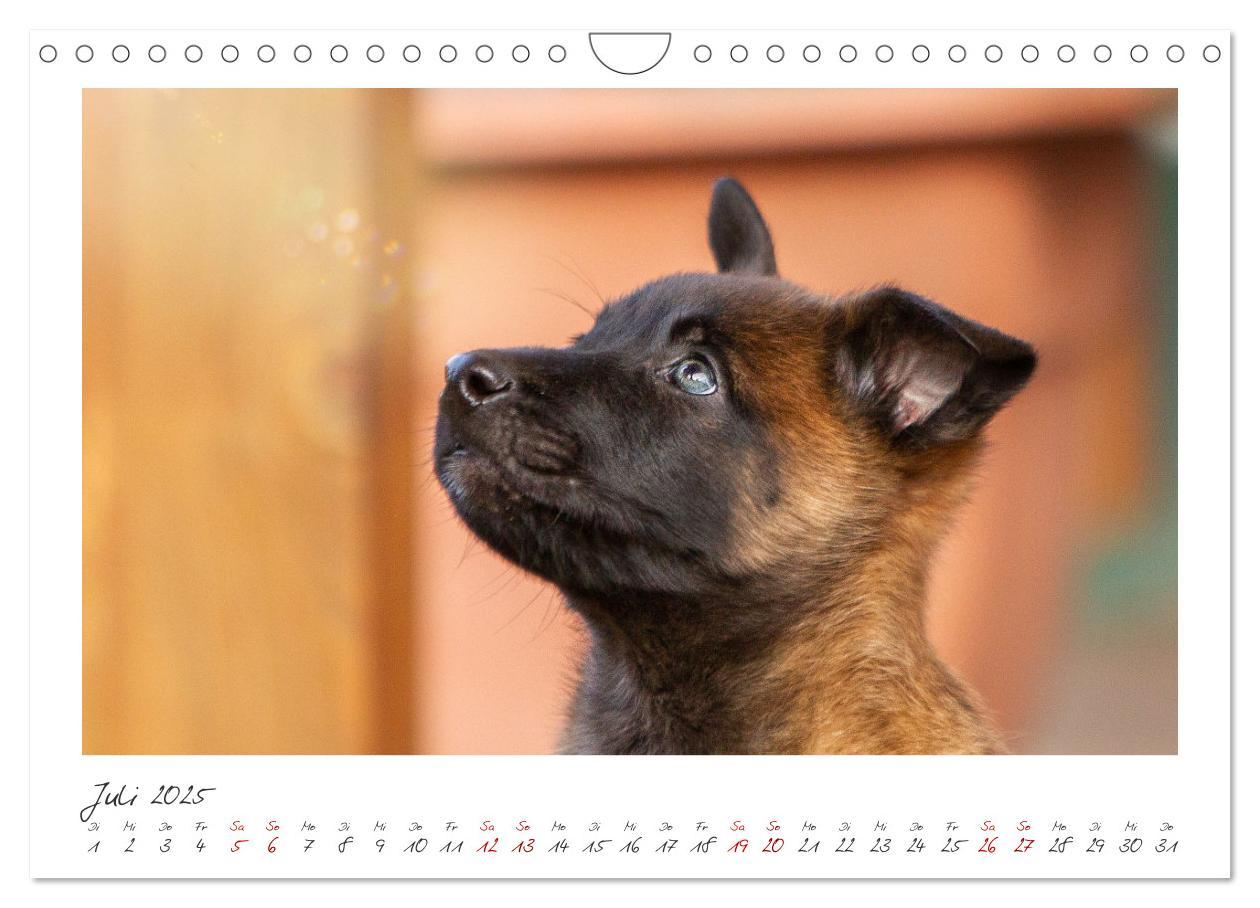 Bild: 9783383798429 | Mit dem Malinois durch das Jahr (Wandkalender 2025 DIN A4 quer),...