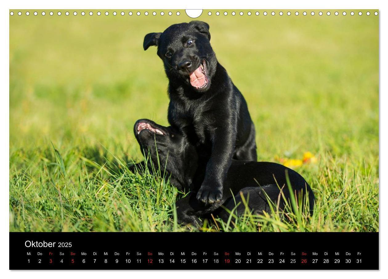 Bild: 9783435761319 | Labrador Retriever 2025 (Wandkalender 2025 DIN A3 quer), CALVENDO...