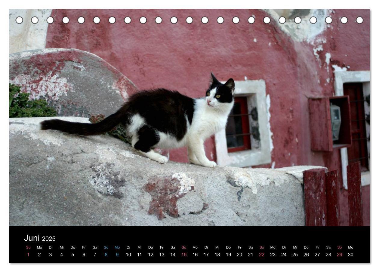 Bild: 9783435677405 | Katzensprung (Tischkalender 2025 DIN A5 quer), CALVENDO Monatskalender