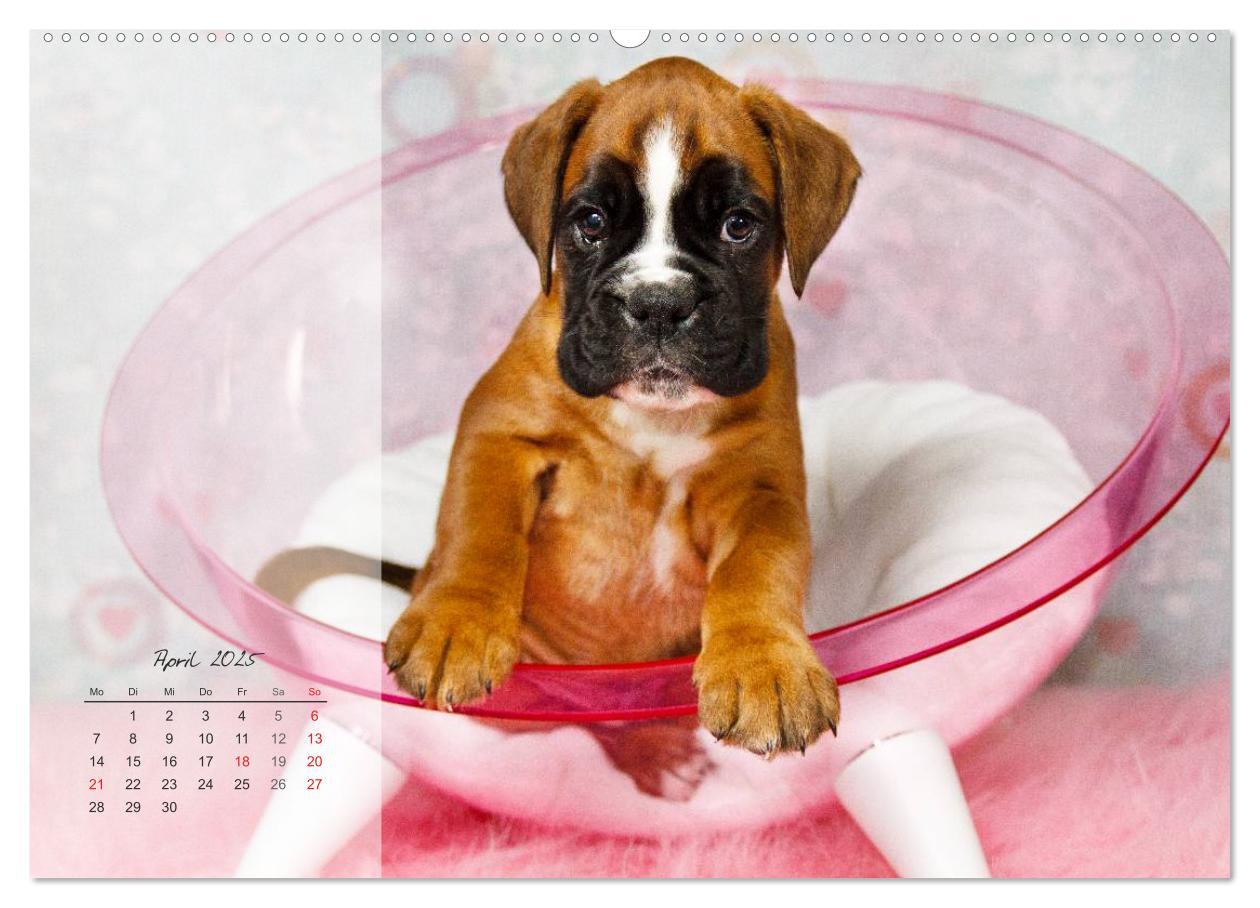 Bild: 9783435822409 | Deutscher Boxer 2025 (Wandkalender 2025 DIN A2 quer), CALVENDO...