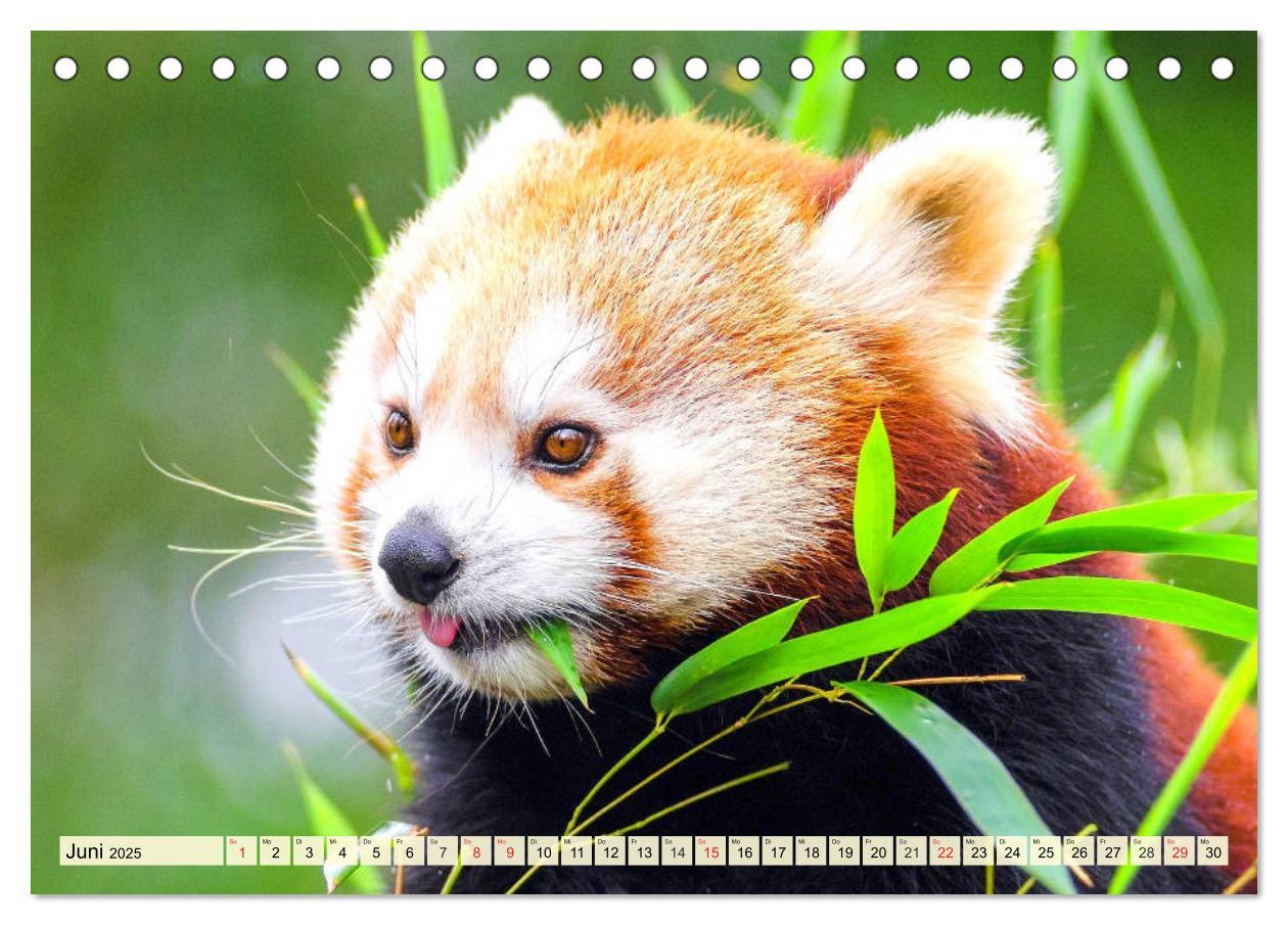 Bild: 9783435177394 | Roter Panda. Die superknuddeligen Katzenbären (Tischkalender 2025...