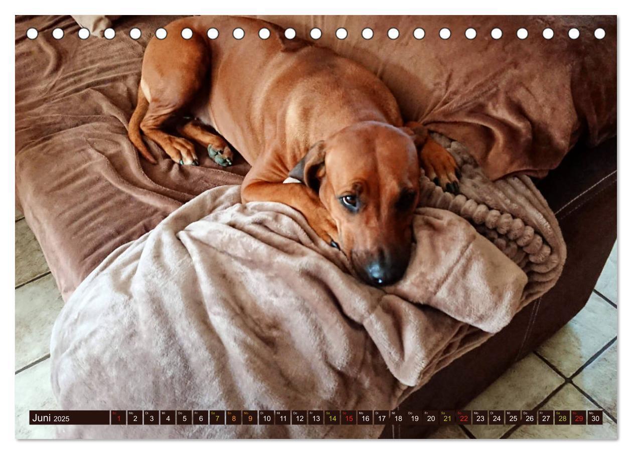 Bild: 9783435261123 | Rhodesian Ridgeback Augen-Blicke (Tischkalender 2025 DIN A5 quer),...