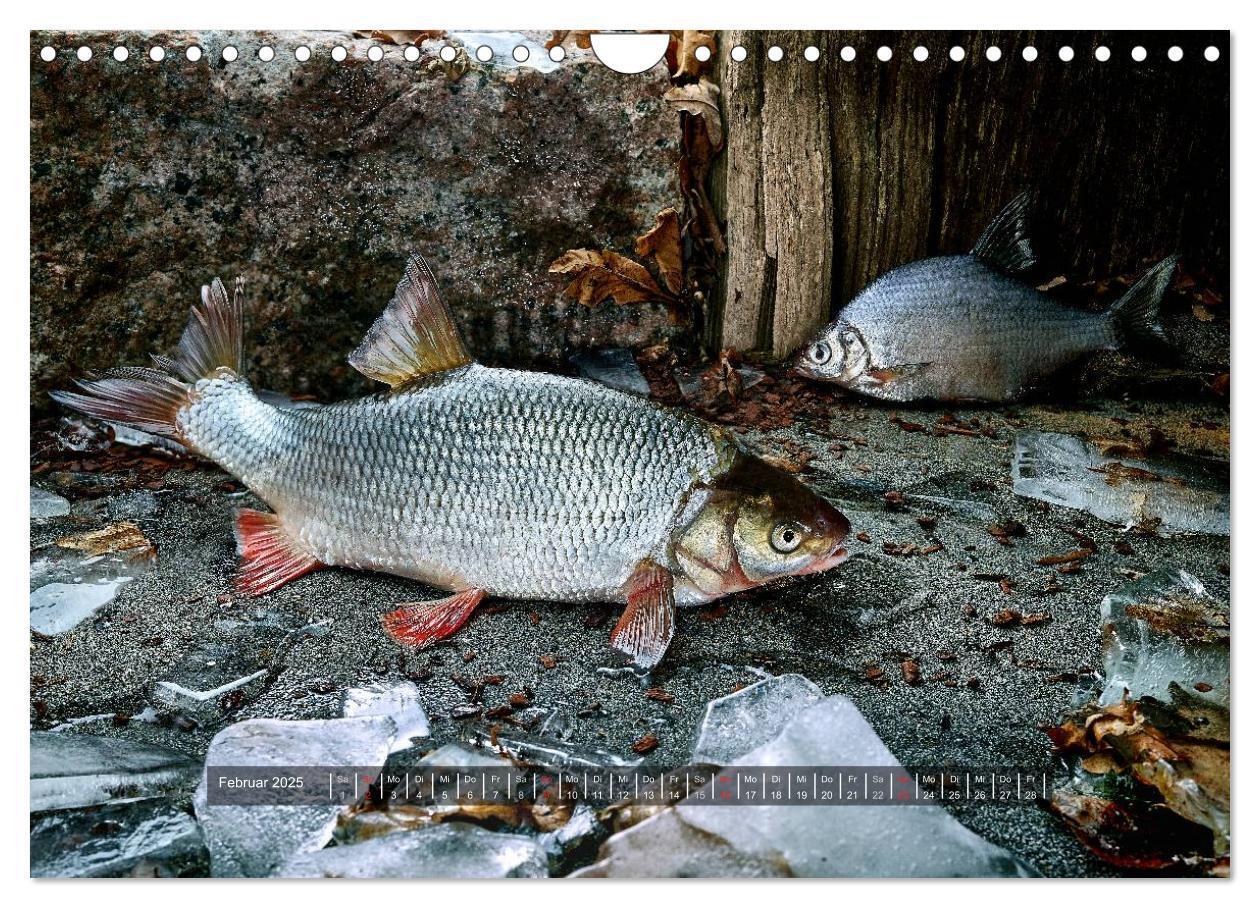 Bild: 9783435499090 | UNSER FISCH. SÜßWASSER. (Wandkalender 2025 DIN A4 quer), CALVENDO...