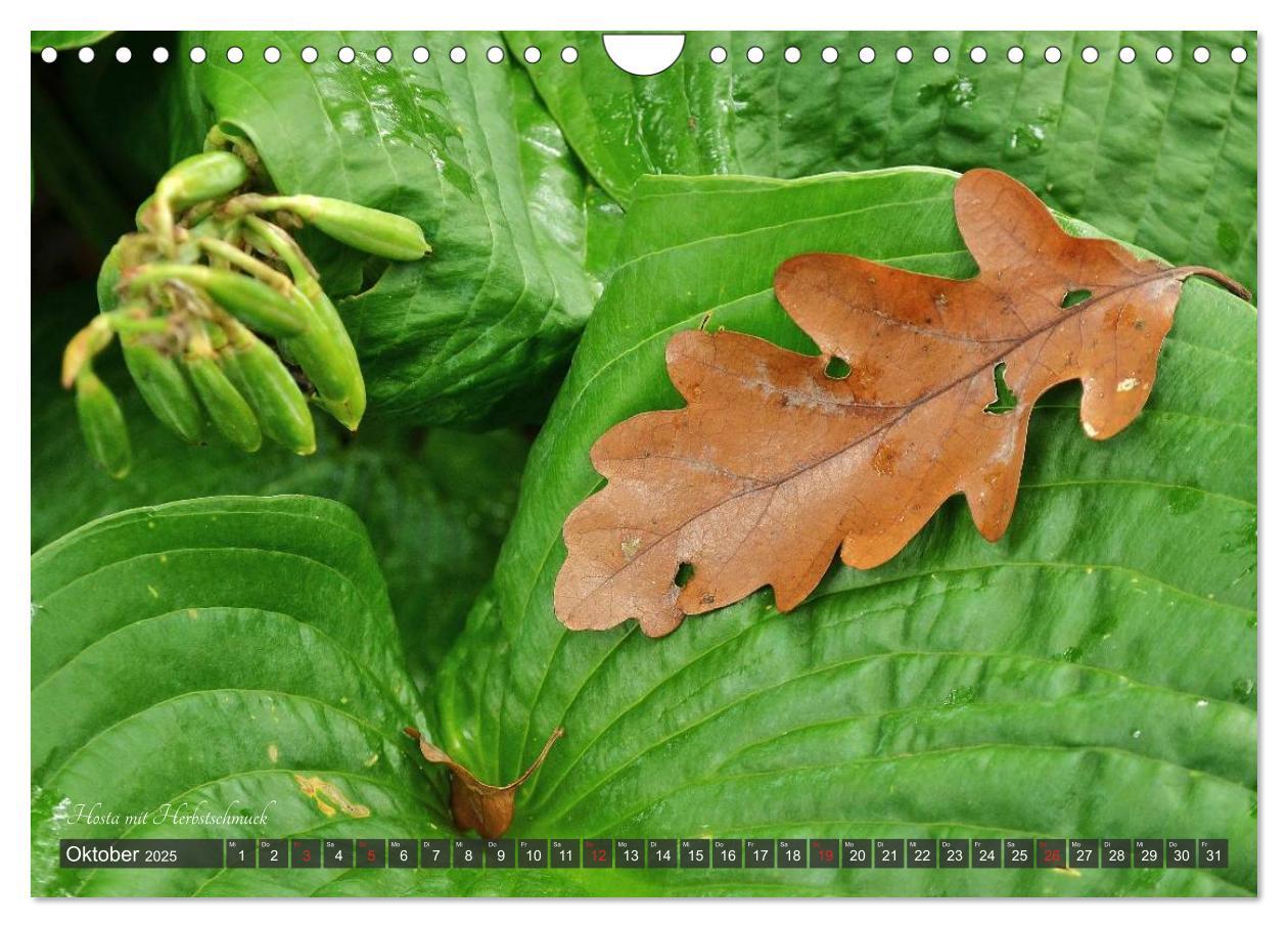 Bild: 9783435576814 | Hosta Staude mit Herz (Wandkalender 2025 DIN A4 quer), CALVENDO...