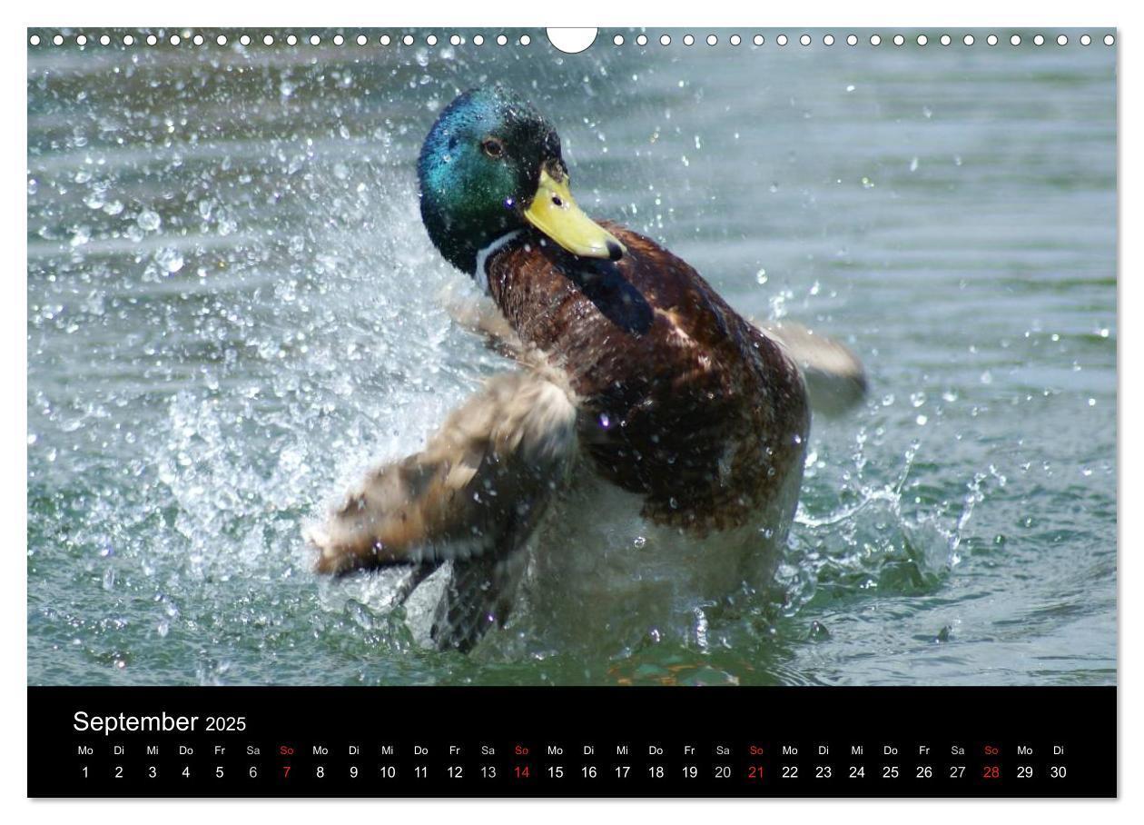 Bild: 9783435840526 | Das Leben der Enten (Wandkalender 2025 DIN A3 quer), CALVENDO...