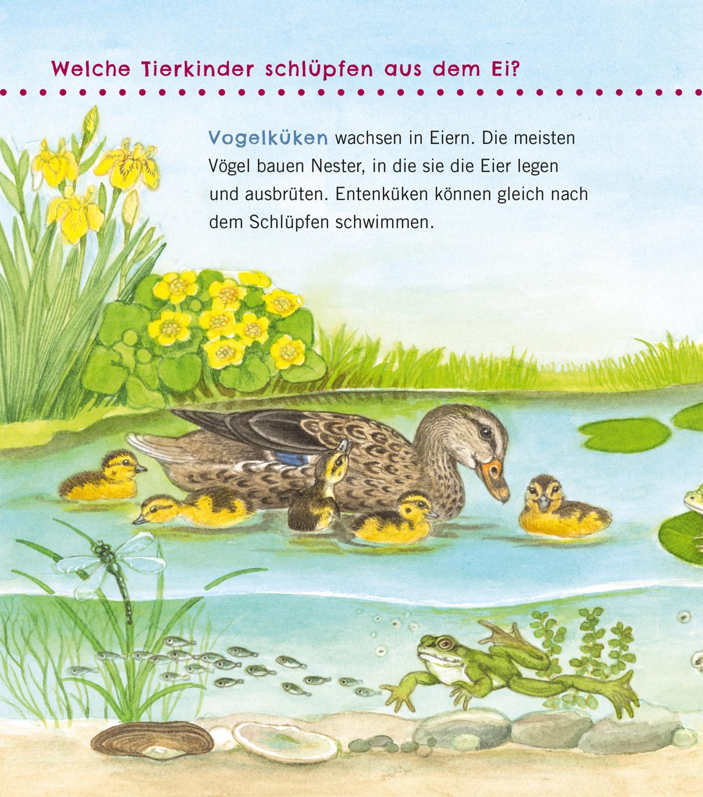 Bild: 9783551036056 | Unkaputtbar: Erstes Wissen: Tiere und ihre Kinder | Petra Klose | Buch