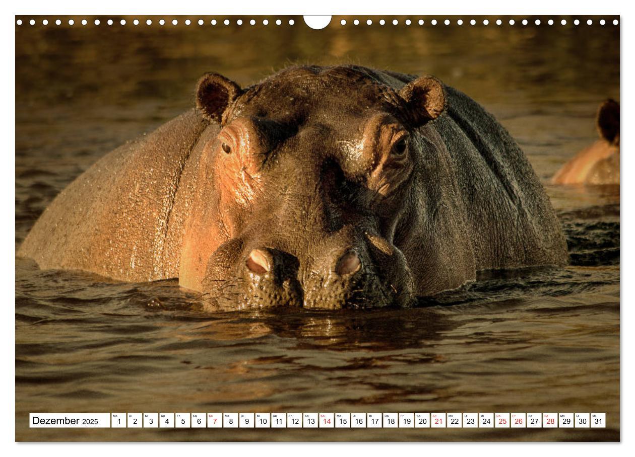 Bild: 9783435156139 | Namibia &amp; Botswana (Wandkalender 2025 DIN A3 quer), CALVENDO...