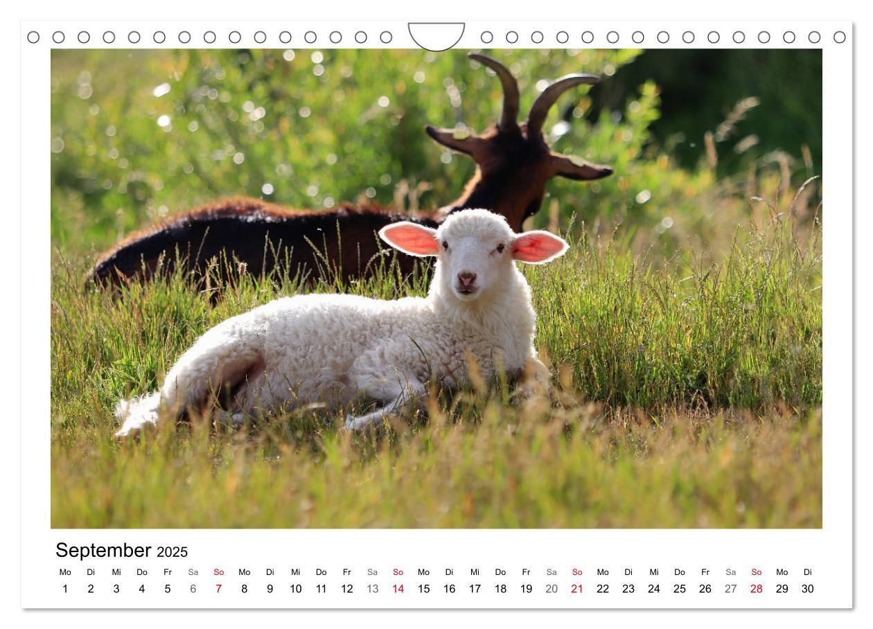 Bild: 9783435429608 | Schäfchen zählen - Mit Schafen durchs Jahr (Wandkalender 2025 DIN...