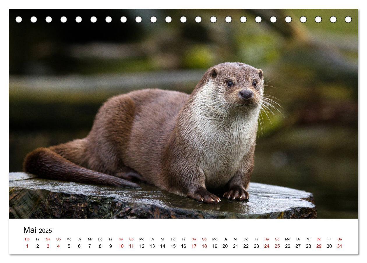 Bild: 9783435372102 | Otter - Jäger an Flüssen und Seen (Tischkalender 2025 DIN A5 quer),...