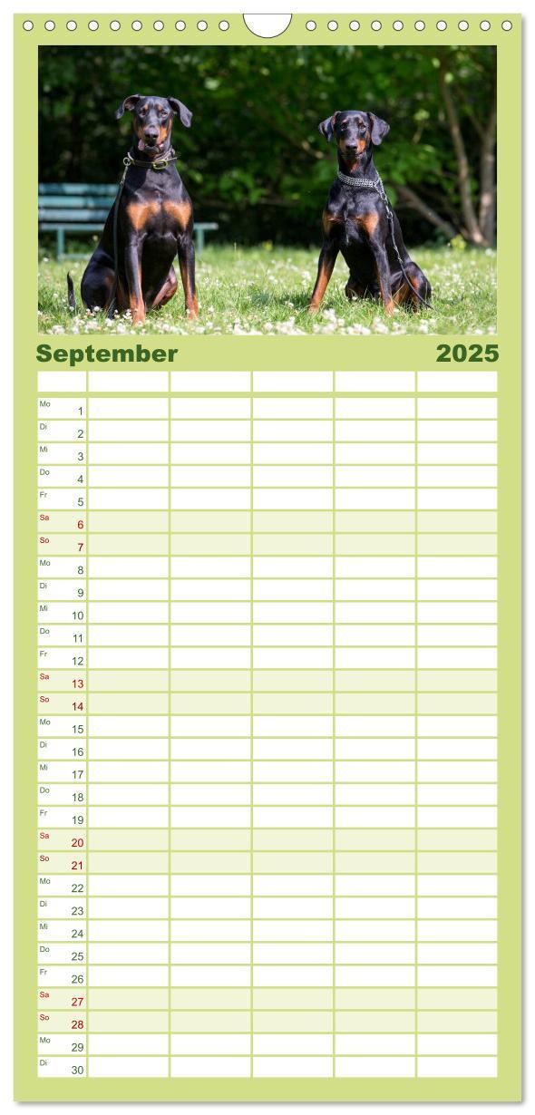 Bild: 9783457112137 | Familienplaner 2025 - Dobermann mit 5 Spalten (Wandkalender, 21 x...