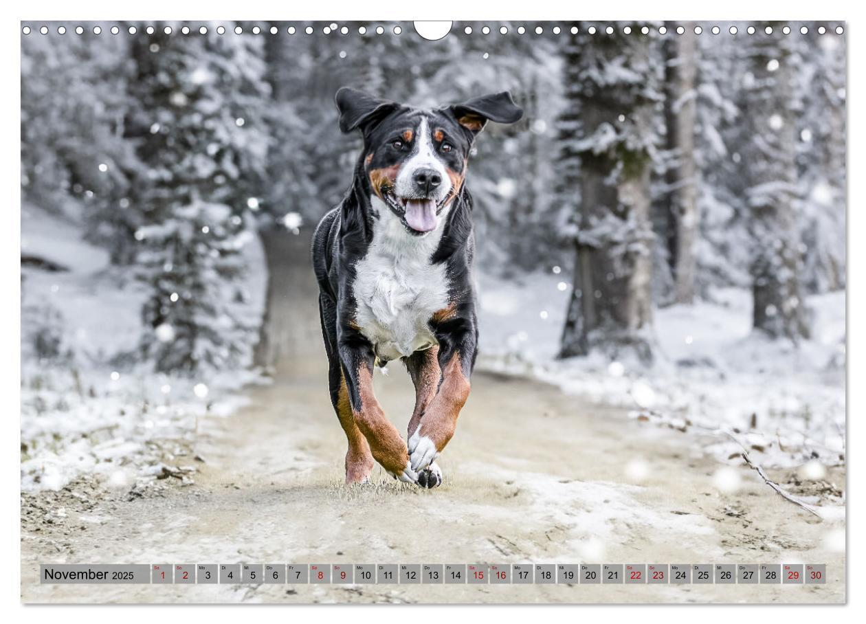 Bild: 9783457218013 | Große Schweizer - Gigantische Sennenhunde (Wandkalender 2025 DIN A3...